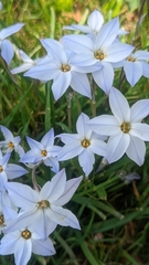Ipheion