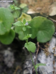 Campanula camptoclada