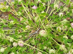 Trifolium resupinatum