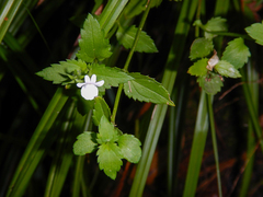 Nemesia macrocarpa