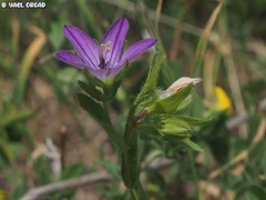 Campanula stellaris