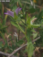 Campanula stellaris