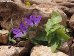 Campanula stellaris