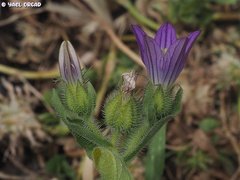 Campanula strigosa