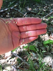 Poa saltuensis