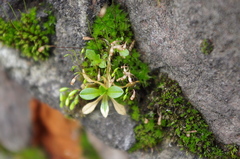 Cerastium holosteoides