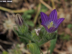 Campanula strigosa