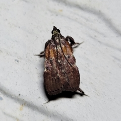 Galasa nigrinodis