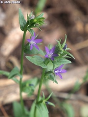 Legousia falcata