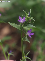 Legousia falcata