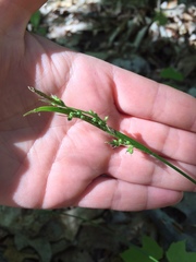 Carex communis