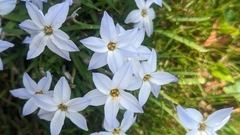 Ipheion