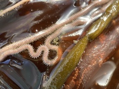 Amphiodia urtica