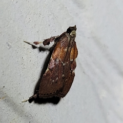 Galasa nigrinodis