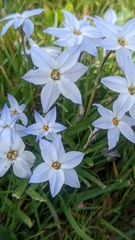 Ipheion