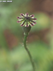 Papaver carmeli