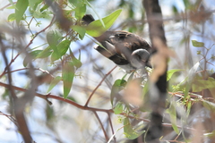 Passer domesticus