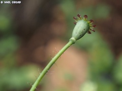 Papaver carmeli