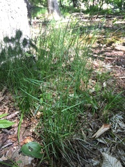 Poa nemoralis