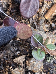 Gaultheria procumbens image