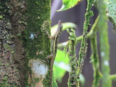 Anolis townsendi