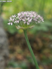 Allium dumetorum