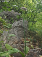Allium dumetorum