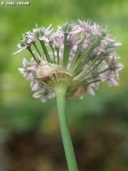 Allium dumetorum