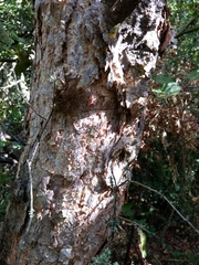 Nothofagus glauca