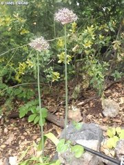 Allium dumetorum