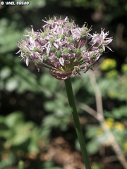 Allium dumetorum