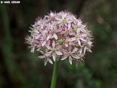 Allium dumetorum