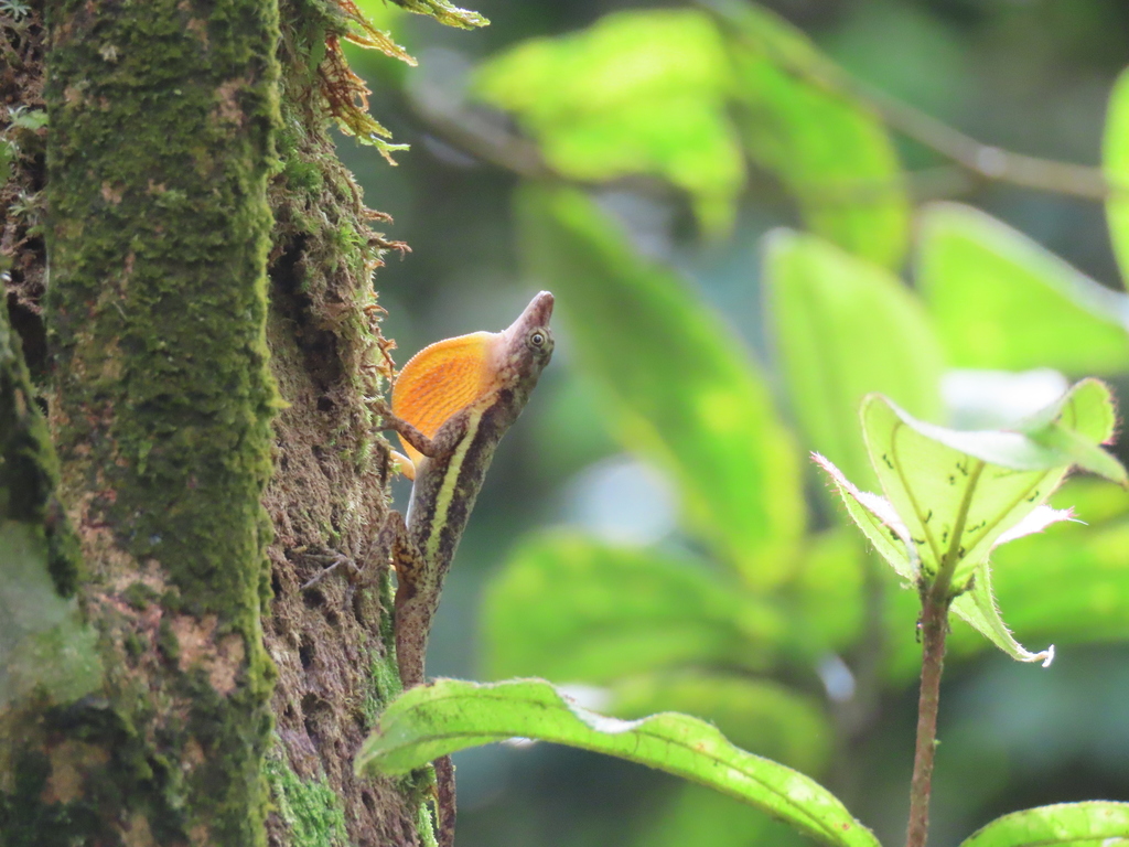 Cocos Island Anole