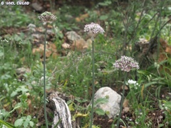 Allium dumetorum