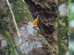 Anolis townsendi
