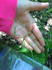 Carex arctata