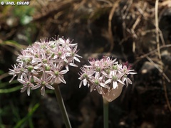Allium dumetorum