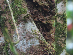 Anolis townsendi