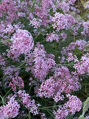 Asperula hirsuta