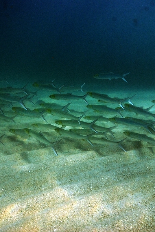 Pacifische tarpoenharing (Elops affinis) — Elopidae