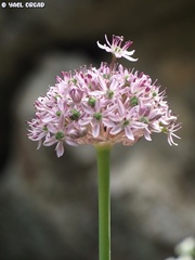 Allium dumetorum