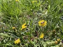 Apis mellifera
