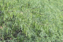 Prosopis laevigata