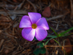 Oxalis eckloniana-nidulans