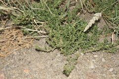 Amaranthus dinteri