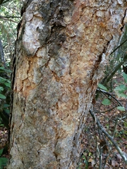 Nothofagus glauca