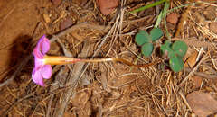 Oxalis eckloniana-nidulans