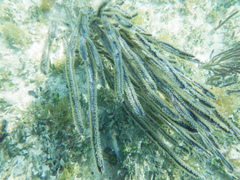 Pterogorgia anceps