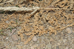 Amaranthus dinteri