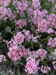Asperula hirsuta